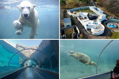 🦁 삿포로시 마루야마 동물원